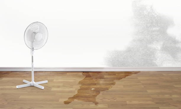Best Water damage restoration process  in Dunkirk, IN